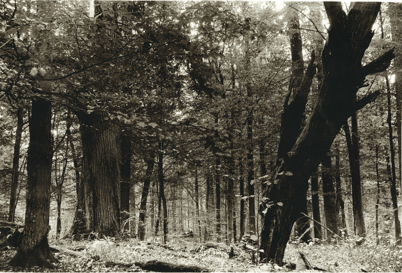Na zdjęciu Puszcza Borecka sfotografowana analogowo w odcieniach szarości. Na pierwszym planie po prawej stronie potężny konar, który upadając wbił się w ziemię i pozostał w lekko pochylonej pozycji. W głębi widać gęsto porośnięte drzewa. Niebo zakryte konarami drzew.